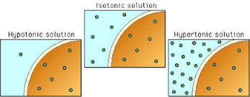 hypertonic hypotonic isotonic simple diagrams